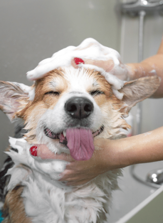 Shampoo para PETs